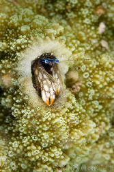 Tiny Coral Hermit Crab approximately 5mm long.  Ningaloo ... by Ross Gudgeon 